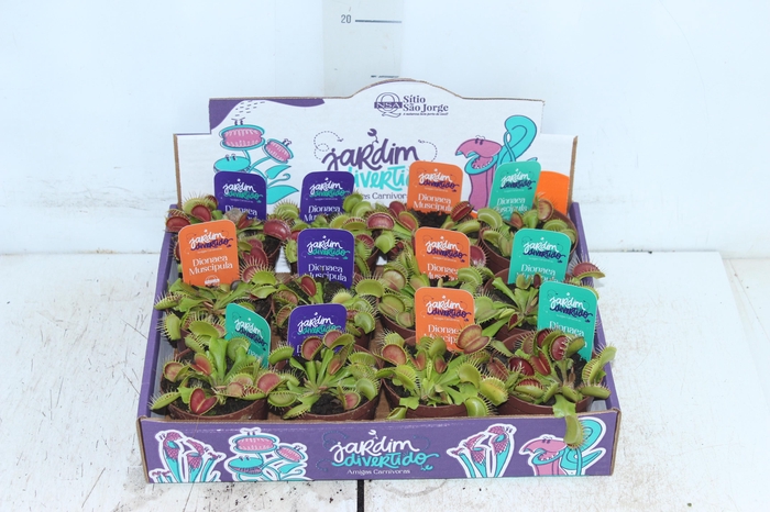 <h4>CARNIVORA DIONAEA FLEXX P09</h4>