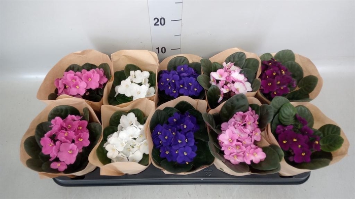 <h4>Saintpaulia ...</h4>