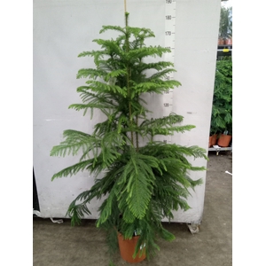 Araucaria heterophylla