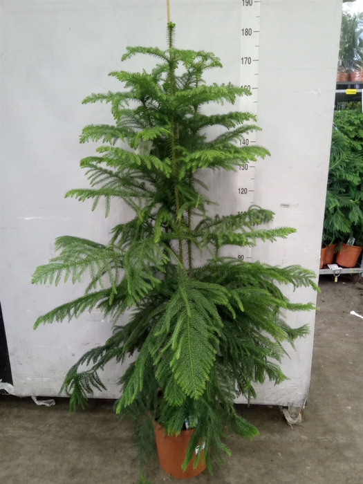 <h4>Araucaria heterophylla</h4>