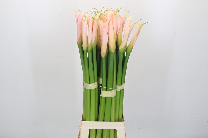 <h4>Zantedeschia Eydolls Salmon</h4>