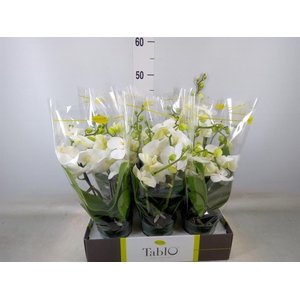 Phalaenopsis   ...white