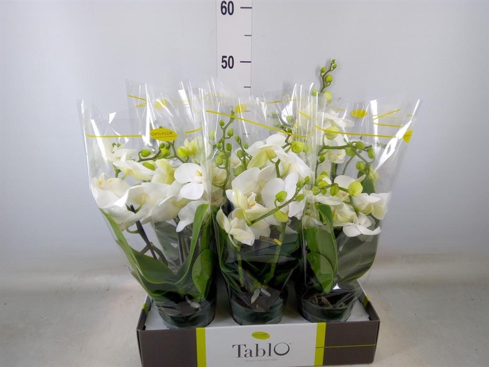 <h4>Phalaenopsis   ...white</h4>