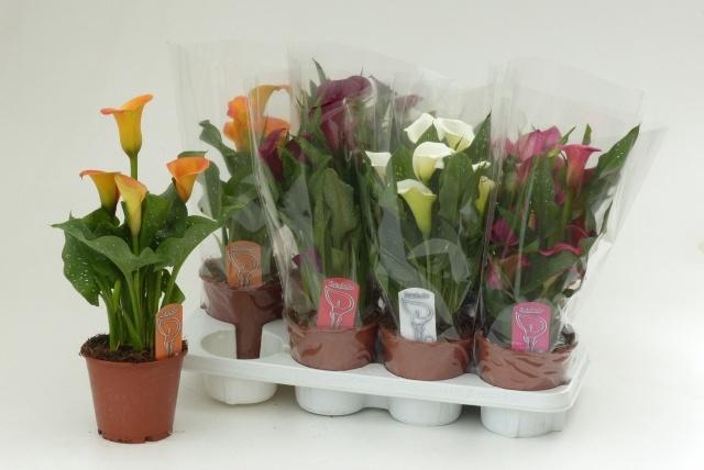 <h4>ZANT GEM 4 KL</h4>