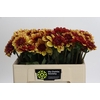 Dahlia Creme de Cognac