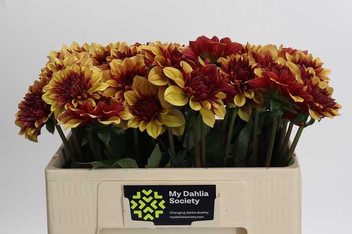 Dahlia Creme de Cognac