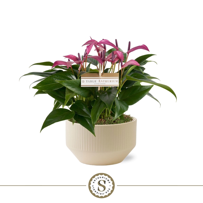 <h4>Table Anthurium Schaal Paars in Lucca Crème</h4>