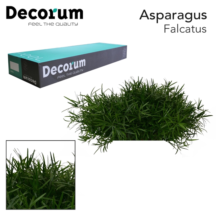 <h4>ASP FALCATUS 45cm box x50</h4>