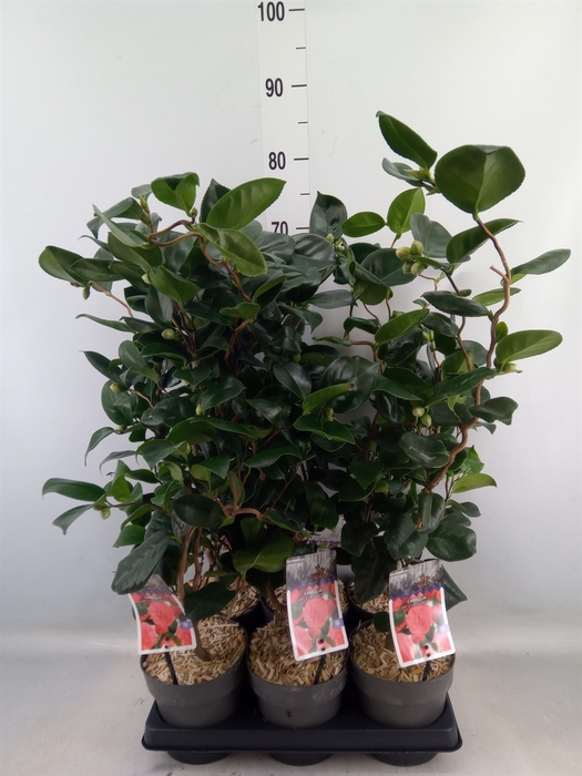 <h4>Camellia japonica</h4>