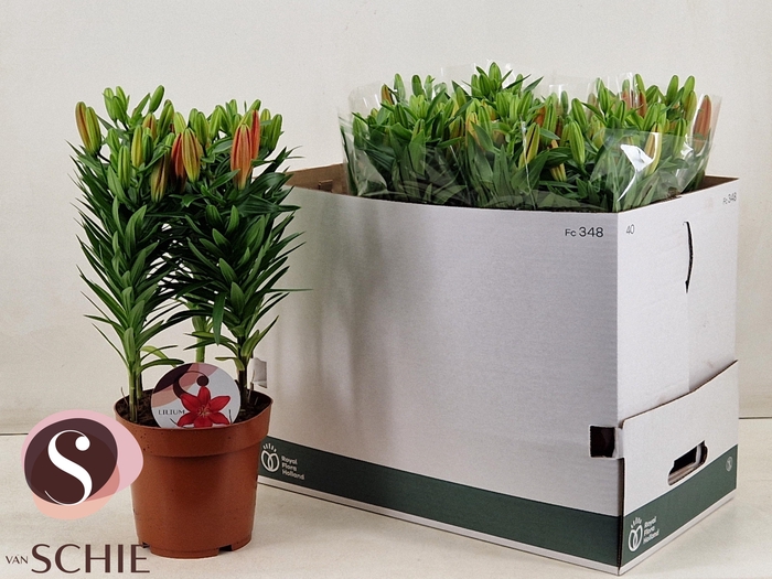 <h4>LIL AS MATRIX</h4>