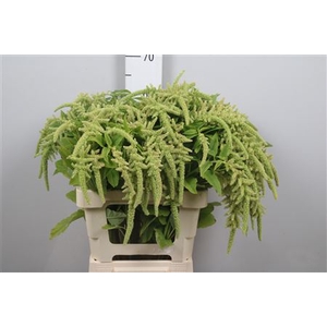 Amar Ca Viridis