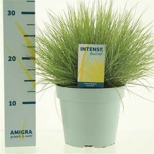 Festuca glauca AmiGold®