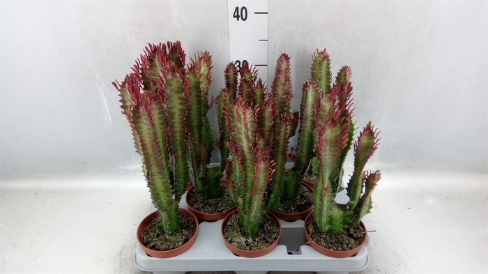 <h4>Euphorbia trigona 'Rubra'</h4>