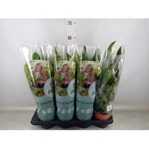 Spathiphyllum  'Sweet Curiosa'