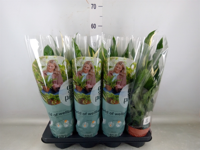 <h4>Spathiphyllum  'Sweet Curiosa'</h4>