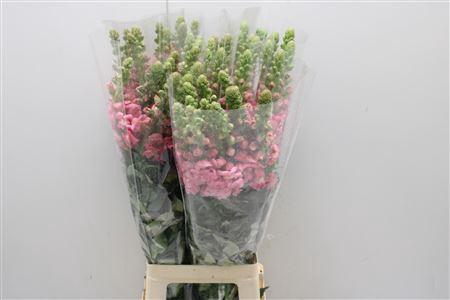 <h4>Antir Poto Pink Avignon</h4>