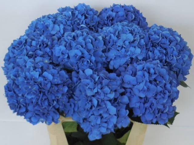 <h4>HYDR M CH PIMPERNEL</h4>