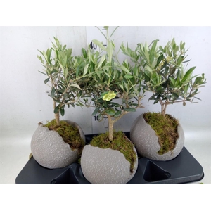 Arr.   Tuinplanten H%