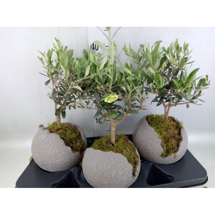 <h4>Arr.   Tuinplanten H%</h4>