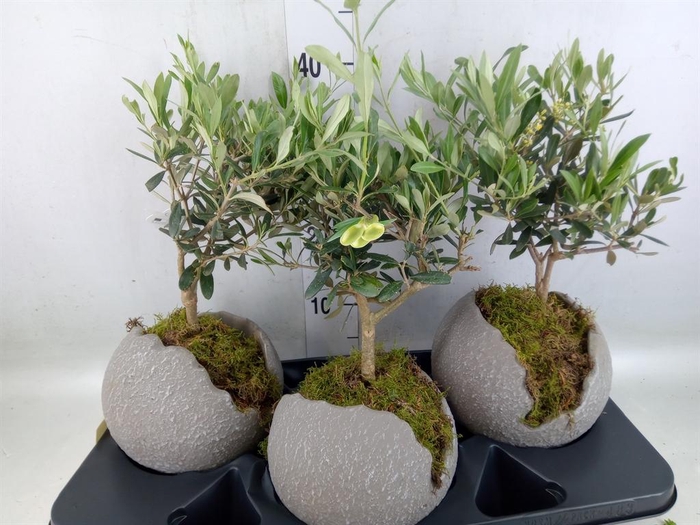 <h4>Arr.   Tuinplanten H%</h4>