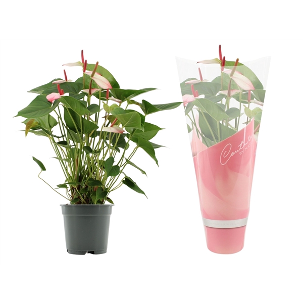 <h4>Anthurium Amalia Elegance in Couture sleeve</h4>