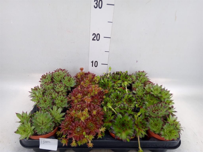 <h4>Succulents   ...</h4>