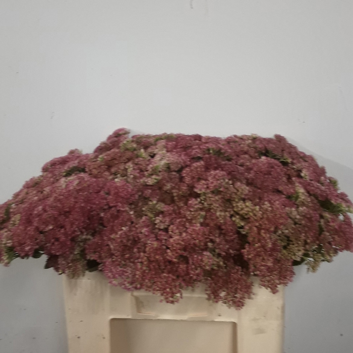 <h4>SEDUM SPECTABILE</h4>