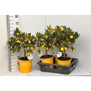 Citrofortunella Floridana 21Ø 65cm