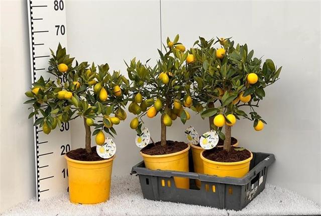 Citrofortunella Floridana 21Ø 65cm