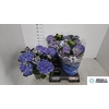 Hydr M Early Blue