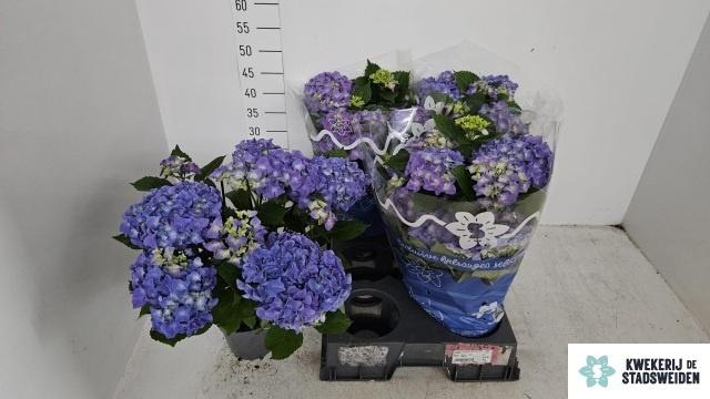 Hydr M Early Blue