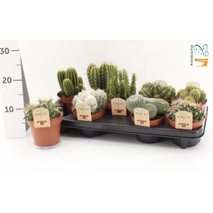 CACTUS GEM