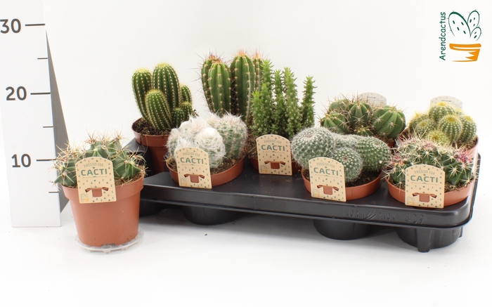 <h4>CACTUS GEM</h4>