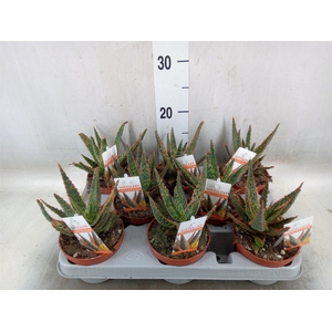 Aloe   ...