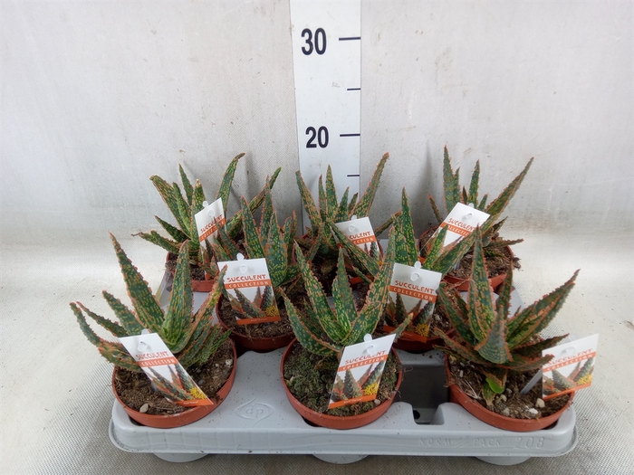 <h4>Aloe   ...</h4>