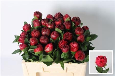 <h4>Paeo Belgravia</h4>