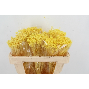 DF Berina Yellow Bs