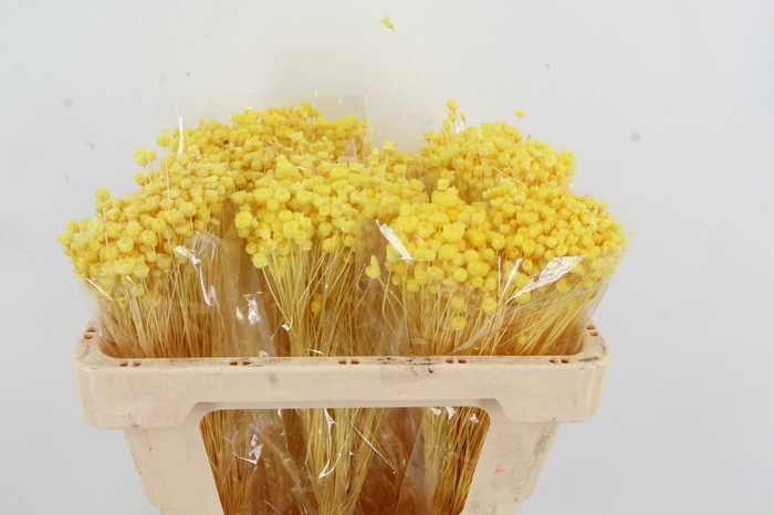 <h4>DF Berina Yellow Bs</h4>