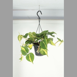 PHIL SCANDENS BRASIL