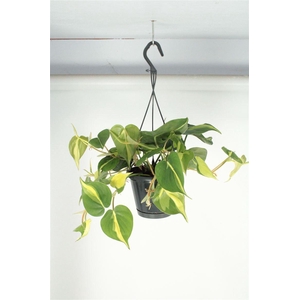 PHIL SCANDENS BRASIL