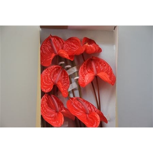 Anthurium Exclusief Nr 292
