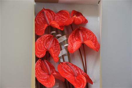<h4>Anthurium Exclusief Nr 292</h4>