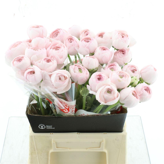 <h4>Ran Su Hanoi Pink N L</h4>