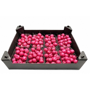 WAX APPEL H%