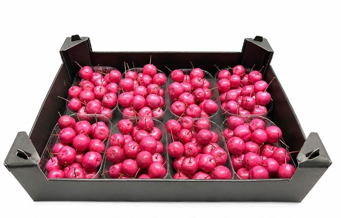 <h4>WAX APPEL H%</h4>