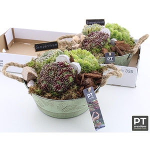 ARR SEMPERVIVUM