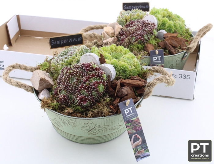 <h4>ARR SEMPERVIVUM</h4>