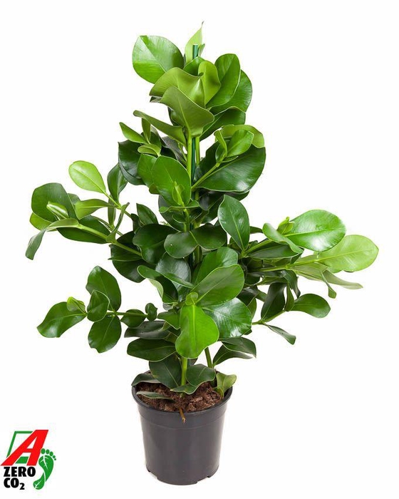 <h4>Clusia Rosea 3PP P24</h4>