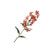 Lilium Botanical Orange Red