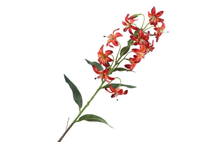 Lilium Botanical Orange Red